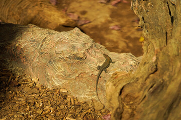 A large lizard is basking on a warm stone