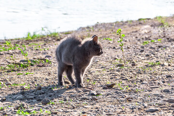 a young frightened or anxious gray cat on a rocky shore of a reservoir, selective focus