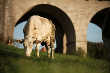 Zufriedene K&uuml;he grasen auf der Wiese am Morgen in der Morgensonne