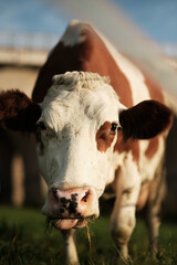 Zufriedene K&uuml;he grasen auf der Wiese am Morgen in der Morgensonne