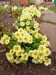 Bright flowerbed with yellow flowers