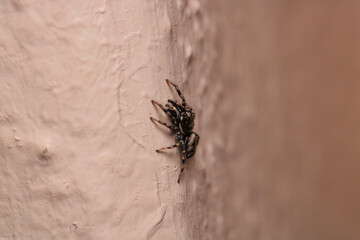 little jumping spider macro photo