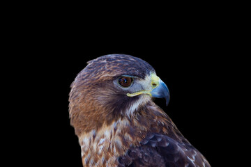 Saker Falcon – Falco cherrug. Beautiful and majestic bird of prey. King of the skies.