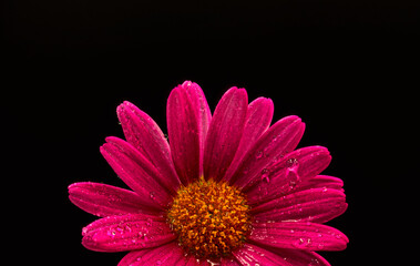pink gerbera flower
