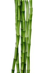 Fototapeta na wymiar Branches of bamboo isolated on transparent background. Bamboo shoots with bamboo leaves for design.