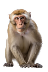 Wild Barbary Macaque Monkey - Endangered Species. Generative AI