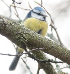 Blaumeise im Baum