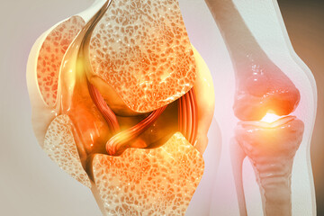 Knee joint with healthy cartilage, cross section. 3d illustration - obrazy, fototapety, plakaty