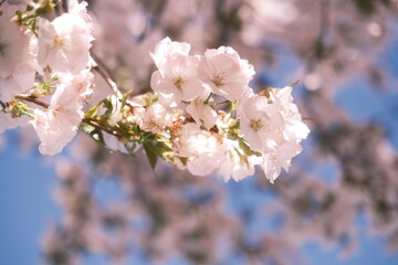 Obraz premium cherry tree blossom