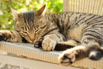 Fototapeta premium beautiful striped cat whiskas color lies in wicker chair in sunny garden, basks in sun, concept cat's house, love for animals, caring for them, keeping pets, mental life with pets, relieve stress