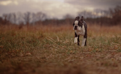 A cute Boston Terrier puppy runs through an autumn meadow front view. Against the background, the sun breaking through the rain clouds. Copy space, soft focus. Brown toned