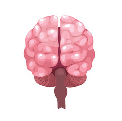 Concept Human brain anatomy. The anatomy of the human brain is depicted in this flat illustration, with each region of the brain colored of pink to aid in comprehension. Vector illustration.
