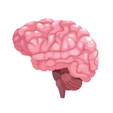 Concept Human brain anatomy. This detailed and accurate vector illustration of the human brain provides a clear and informative depiction of the brain's anatomy. Vector illustration.