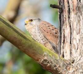 Turmfalke im Baum