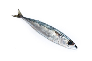 Raw mackerel fish isolated on white background
