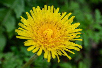 Close up macro photo of a dandelion in front of dark green background