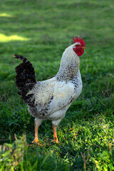 rooster at th livestock yard