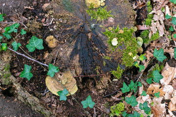 chopped tree texture with moss on it
