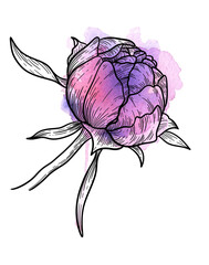 Graphical floral element. Botanical sketch of an opening flower bud with a watercolor paint splash