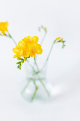 Yellow freesia flowers in a glass vase on the white background. Selective focus. Close up