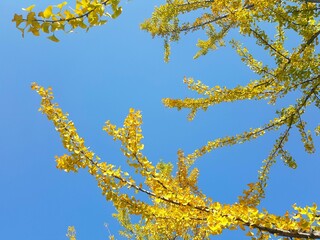 Yello Ginkgo leaf