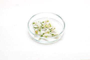 Preparation of perfumes from natural ingredients, aromatherapy. Fresh white flowers in a petri dish