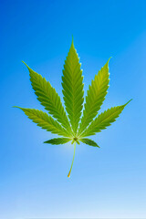 A cannabis leaf against a blue sky