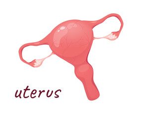 Concept Human anatomy organ uterus. This illustration is a flat, vector design concept of a cartoon uterus organ from anatomy. Vector illustration.
