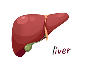 Concept Human anatomy organ liver. This illustration is a flat vector design of a cartoon liver organ, presented in a colorful and eye-catching concept. Vector illustration.