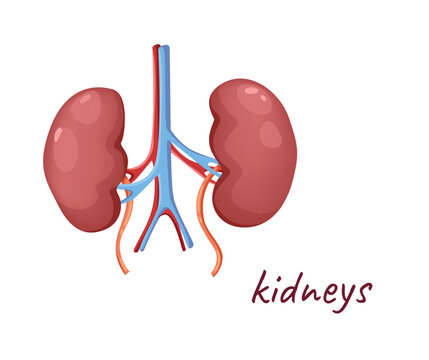 Concept Human anatomy organ kidneys. This is an illustration of the kidneys, a pair of organs located in the back of the abdominal cavity. Vector illustration.