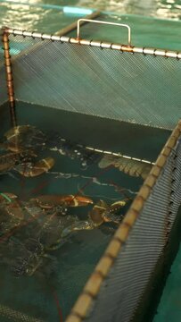 Fresh European lobster in basket in big bassin at fish market ready for sale