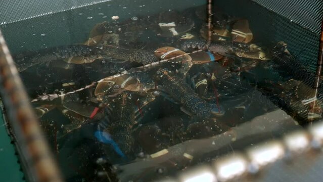 Lobster in basket in aquarium at fish market ready for sale