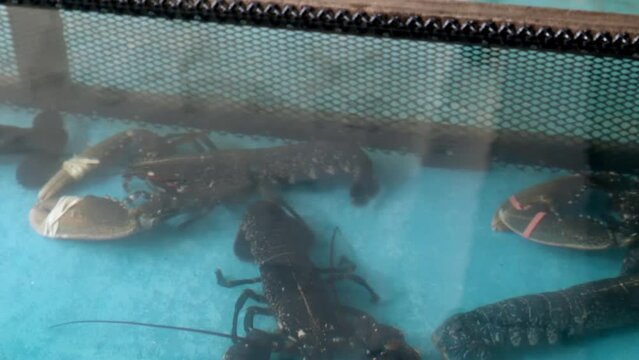 European lobsters in aquarium at fish market ready for sale