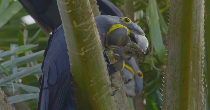 Blue macaws on a Buriti tree in Pantanal - one is eating a fruit