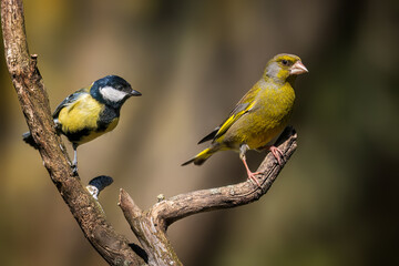Obraz premium European greenfinch and Great tit