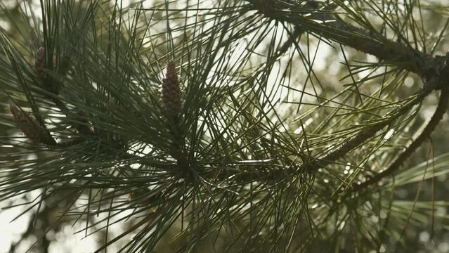 Needles and bud of pine tree in wind at sunset in pine forest near ocean