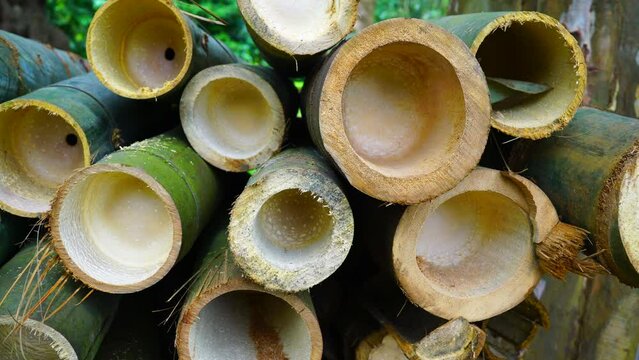 Cross section of bamboo trunks close up