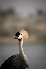 Fototapeta premium A close up image of a Grey Crowned Crane in Al Qudra Lakes in the desert of Dubai