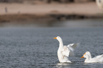 White Ducks Swimming in a lake