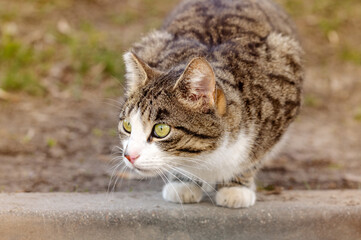 A white-gray striped cat sits on the pavement with a tense look to the side