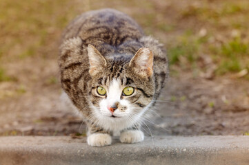 A young tabby cat with wide eyes sits on the pavement