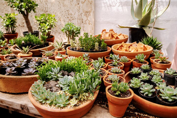Fototapeta na wymiar Different succulents in clay pots in the greenhouse.