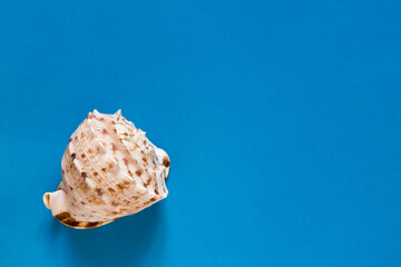  Seashells. Summertime concept. Flat lay composition with beautiful sea shells on blue background, top view, mockup, copy space for text.