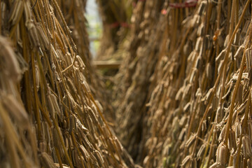 Fototapeta premium hanging sesame seeds and drying them.