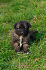Puppy breed Alabai