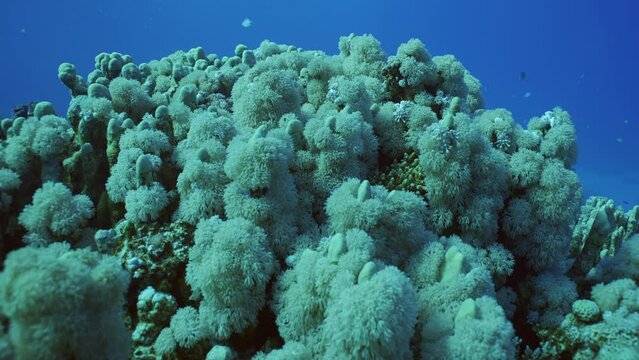Flowerpot coral or Anemone coral (Goniopora columna) grown on hard corals Porites