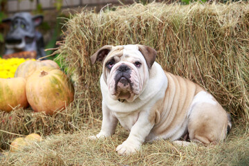 dog breed english bulldog