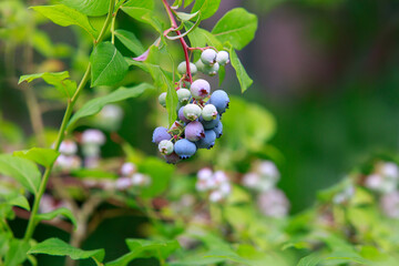Bush with ripe blueberries