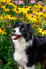 Dog breed Border Collie