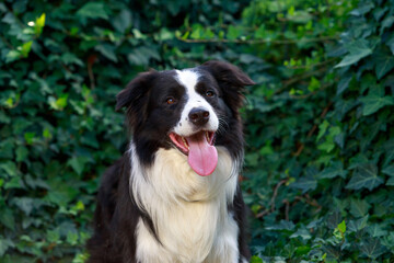 Dog breed Border Collie